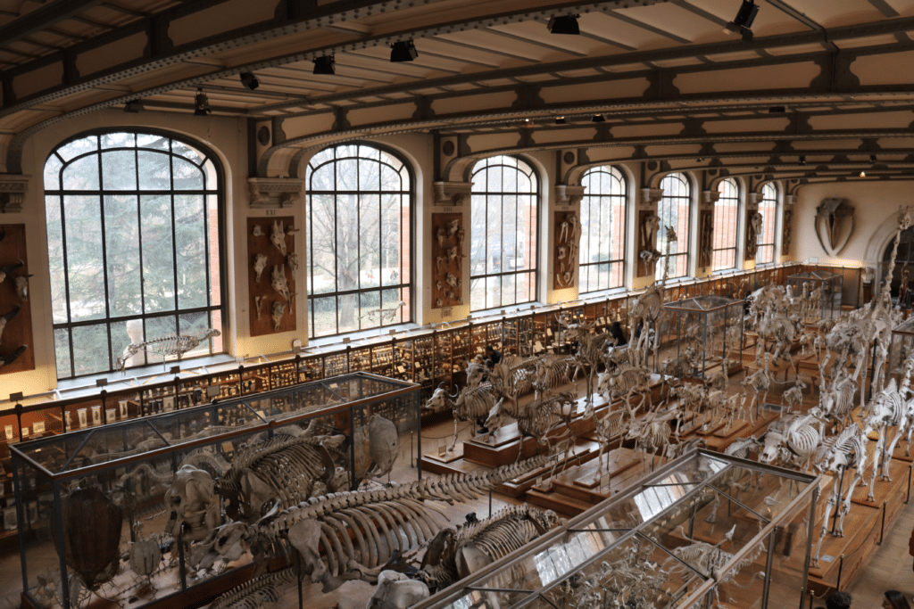 Innenansicht der Großen Galerie für Paläontologie im Nationalmuseum für Naturgeschichte in Paris